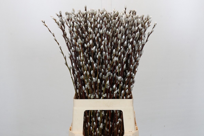 <h4>Salix Caprea Snow Flake Premium</h4>