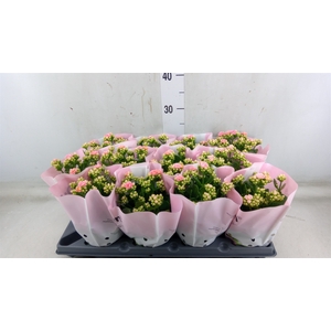 Kalanchoe   ...