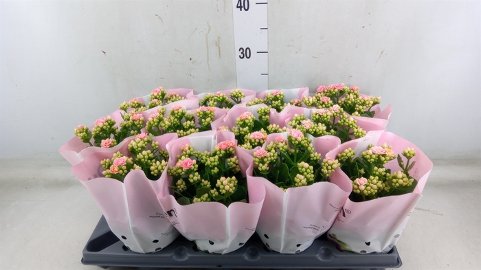 <h4>Kalanchoe   ...</h4>