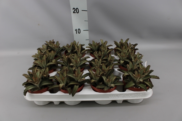 <h4>Kalanchoe NF tomentosa</h4>