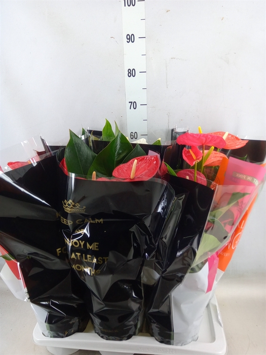 <h4>Anthurium   ...mix</h4>