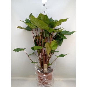 Homalomena rubescens 'Maggy'