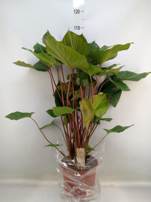 <h4>Homalomena rubescens 'Maggy'</h4>