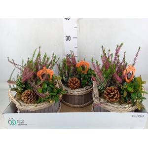 Arr.   Tuinplanten L%