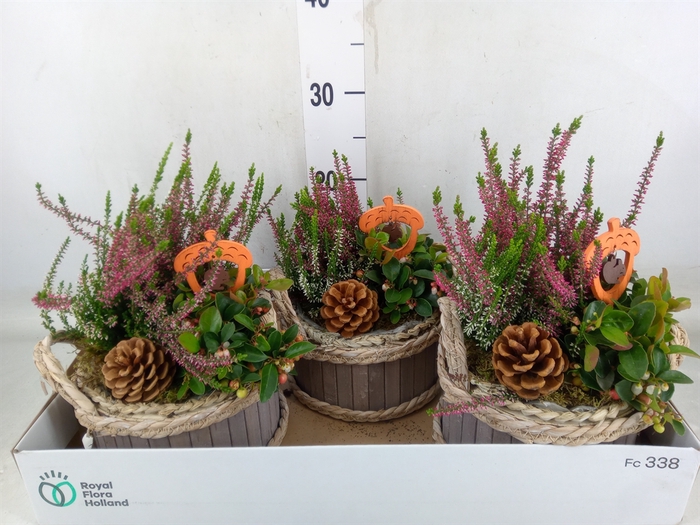 <h4>Arr.   Tuinplanten L%</h4>