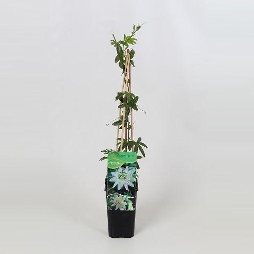 <h4>Passiflora caerulea 'Constance Elliot'</h4>