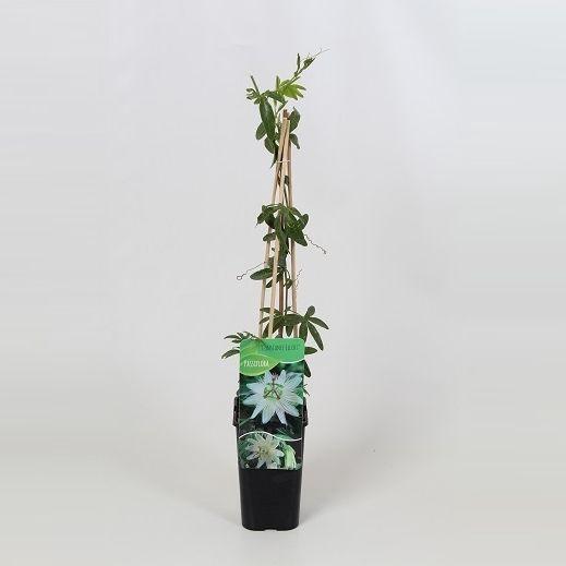 <h4>Passiflora caerulea 'Constance Elliot'</h4>