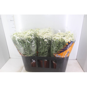 CRISANTEMO BOLA BELGA P20 BRANCO