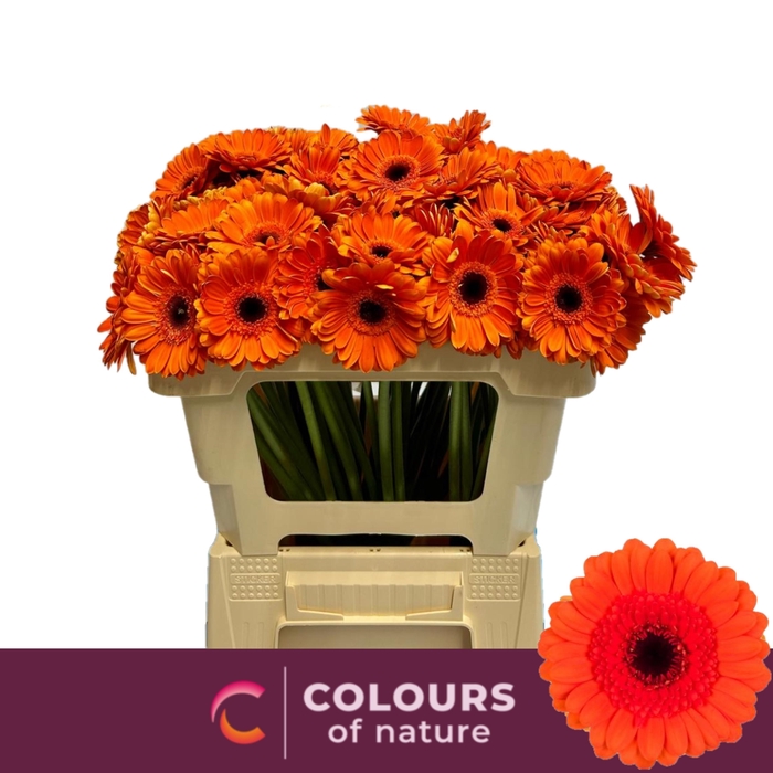 <h4>Ge Mi Caramba</h4>