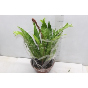 ASPLENIUM CRISSIE C21