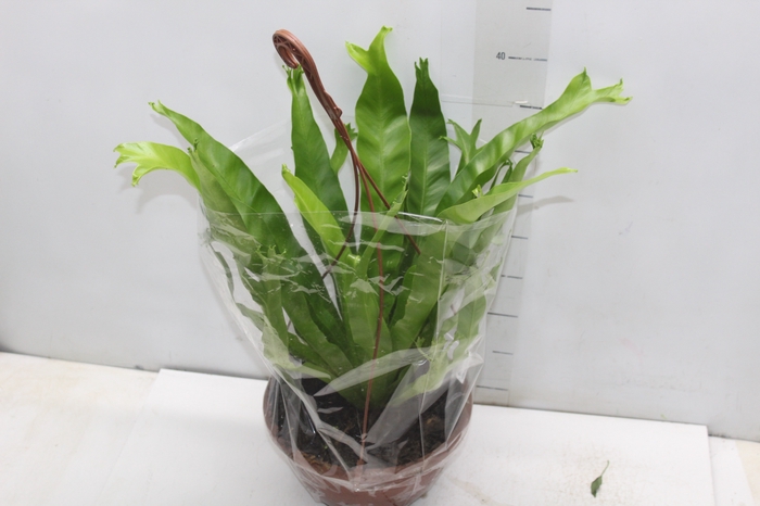 <h4>ASPLENIUM CRISSIE C21</h4>