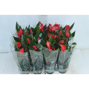 ANTHURIUM MINI MILLION PURE P09
