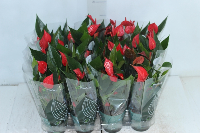 <h4>ANTHURIUM MINI MILLION PURE P09</h4>