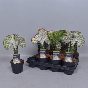 Euphorbia Cristata (Cites) 10,5Ø 30cm