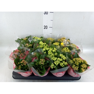 Kalanchoe blos.   ..rosebud mix  5