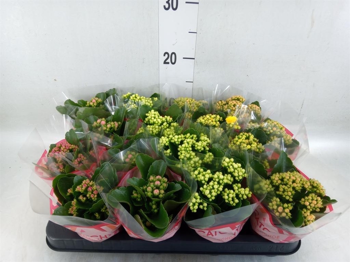 <h4>Kalanchoe blos. ..rosebud mix 5</h4>