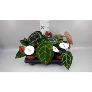 Anthurium   ...