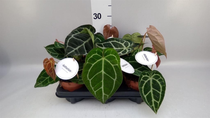 <h4>Anthurium ...</h4>