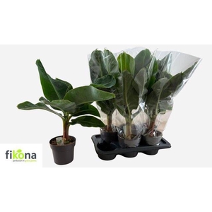 MUSA TROPICANA