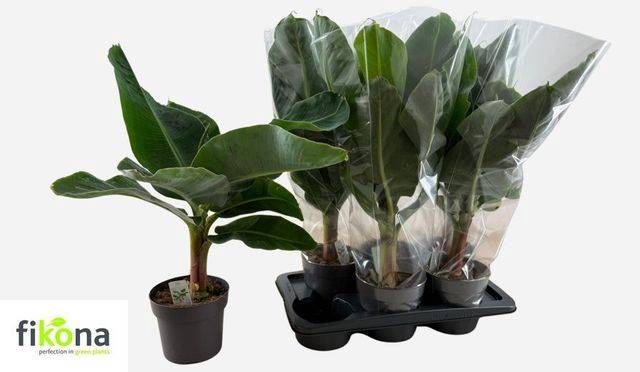 <h4>MUSA TROPICANA</h4>
