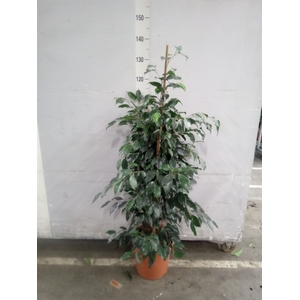 Ficus benja. 'Danielle'