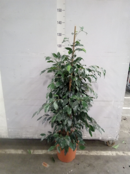 <h4>Ficus benja. 'Danielle'</h4>