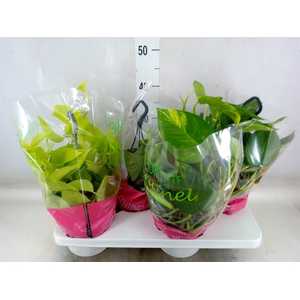 Epipremnum pinn.   HG  ...mix