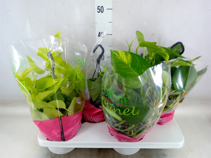 <h4>Epipremnum pinn.   HG  ...mix</h4>