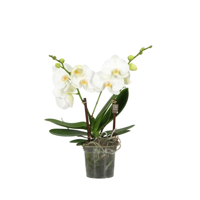 <h4>Big 50 15cm White >2 spike</h4>