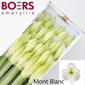 Hipp Ga Mont Blanc X15