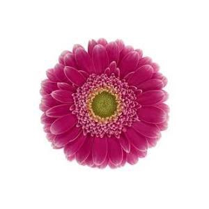 Germini Wonderwall Diamond