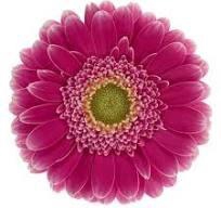 <h4>Germini Wonderwall Diamond</h4>