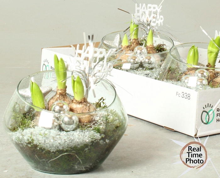 <h4>ARR HYACINTH</h4>