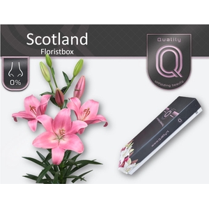 LI LA SCOTLAND FLORISTBOX 5+