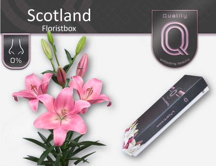 <h4>LI LA SCOTLAND FLORISTBOX 5+</h4>