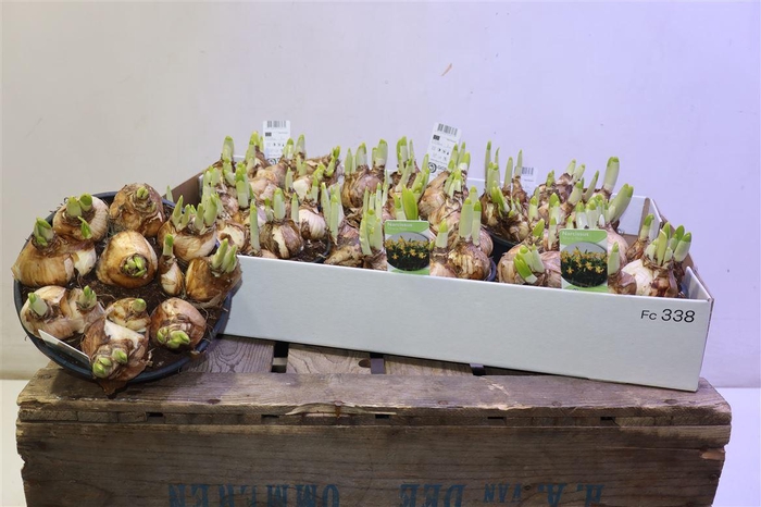 <h4>arr8 Narc O Tete A Tete</h4>