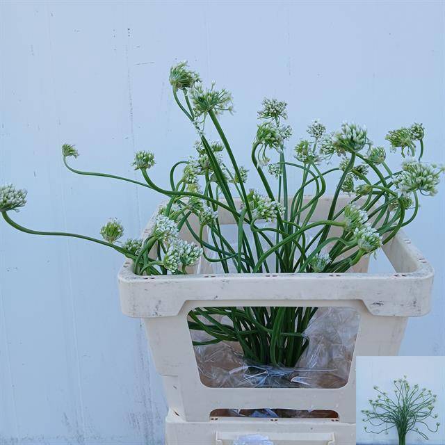 <h4>ALLIUM OV</h4>