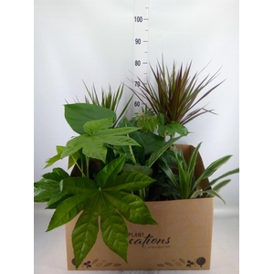 Planten Groen   ...mix  8