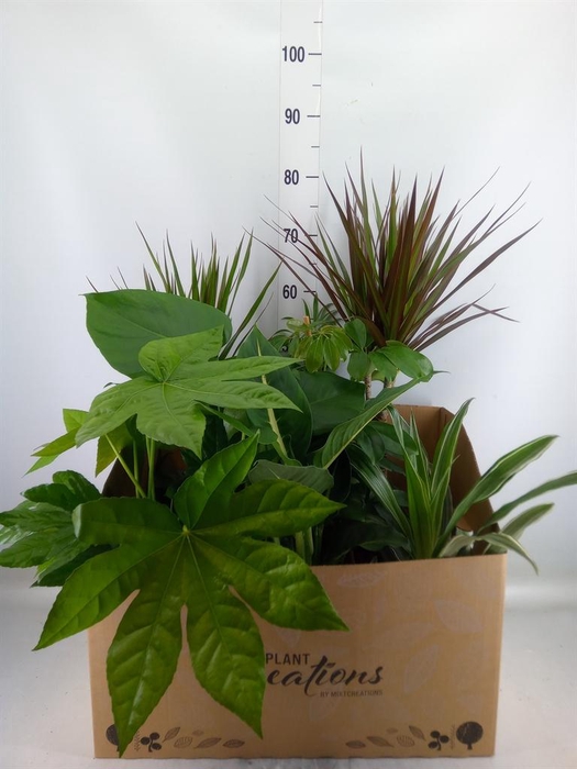 <h4>Planten Groen ...mix 8</h4>