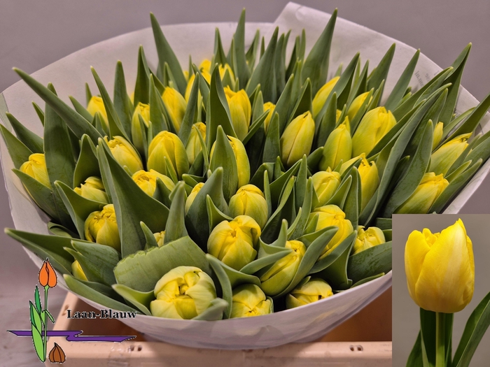 <h4>TU DU MARIE JO</h4>