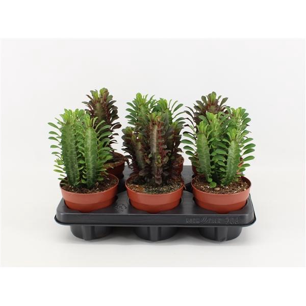 <h4>Euphorbia Trigona Gemengd (Rood/Groen)</h4>