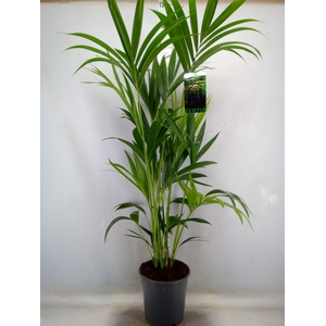 Howea forsteriana