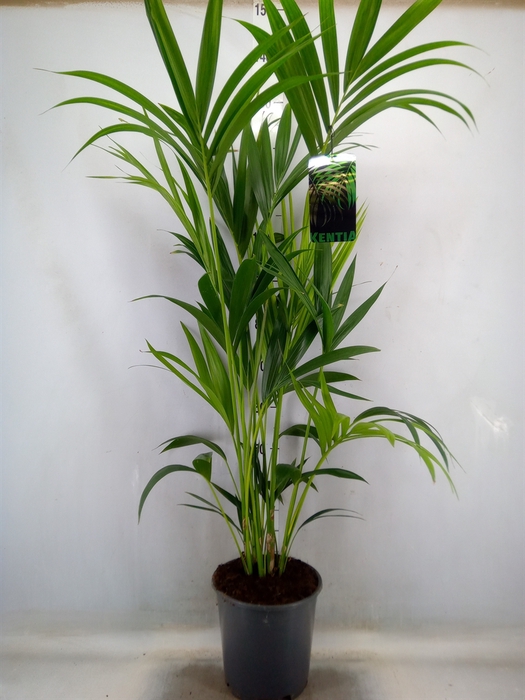 <h4>Howea forsteriana</h4>