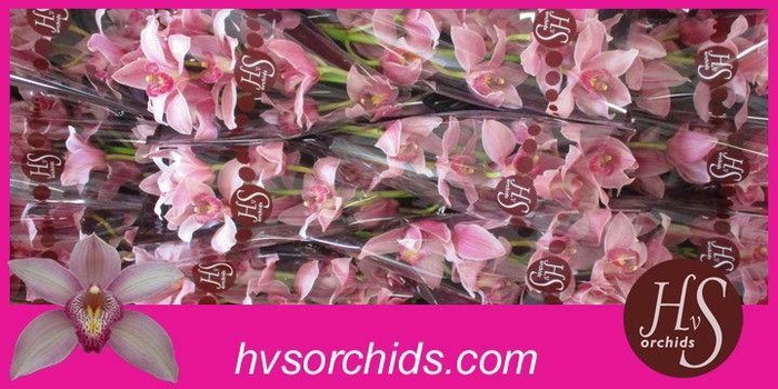 <h4>CYMB T ELLIO RO C290 50 CM</h4>