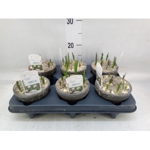 Fritillaria meleagris