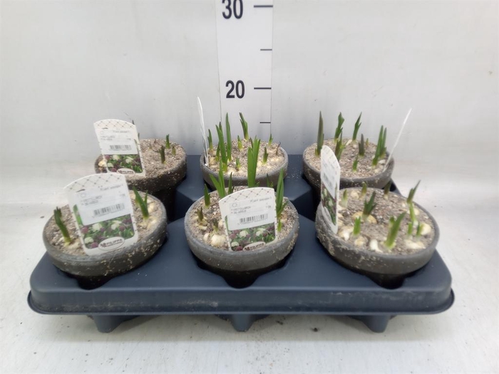 Fritillaria meleagris