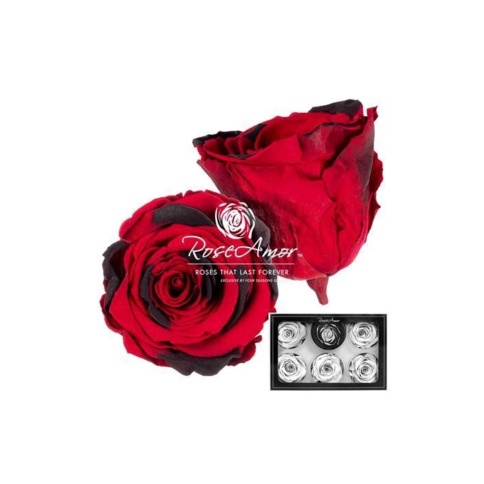 <h4>Xl Red03</h4>