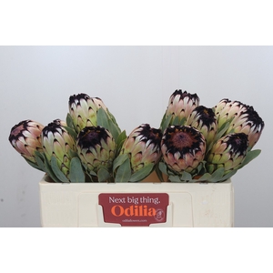 Protea Niobe