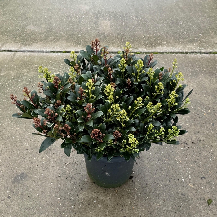 <h4>Skimmia japonica 'Duo-Colour'</h4>