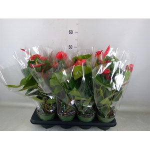 Anthurium andr. 'Madural'